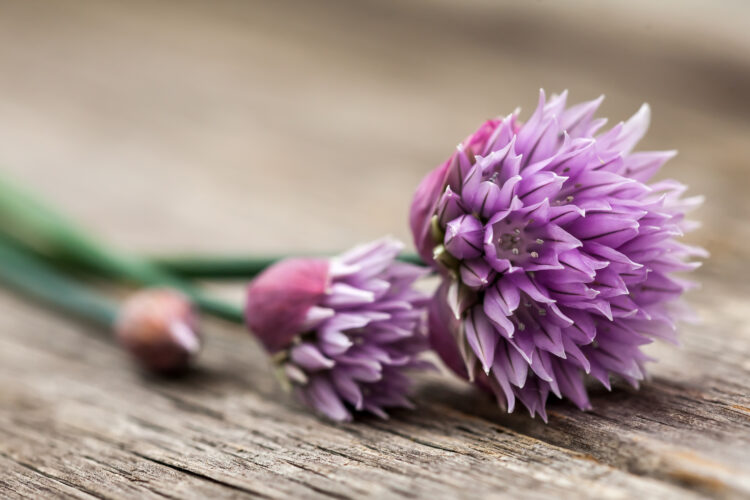 Chive Flowers for Cooking
